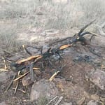 2026 Ma7 20 Horseshoe Fire (8)