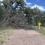 2026 July 12 Tree Down (9)